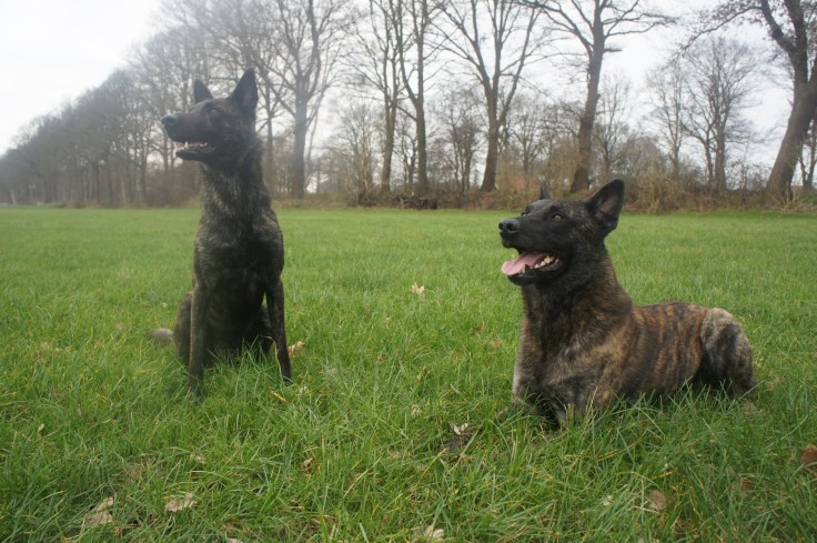 Laska (links) en Bolle (rechts)