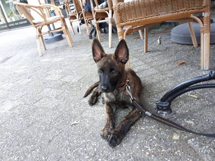 Abel of the Brave Brindles roepnaam Flynn