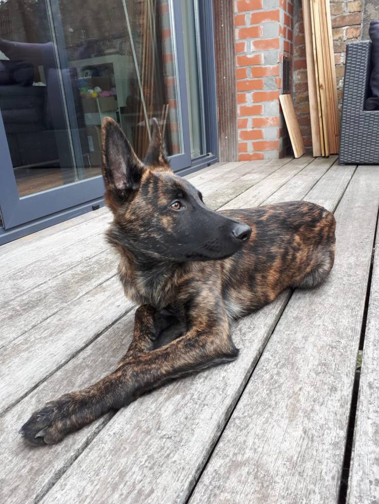 Abel of the Brave Brindles roepnaam Flynn