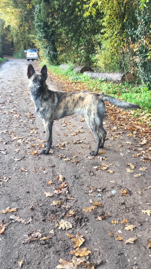 Akyra Laska of the Brave Brindles