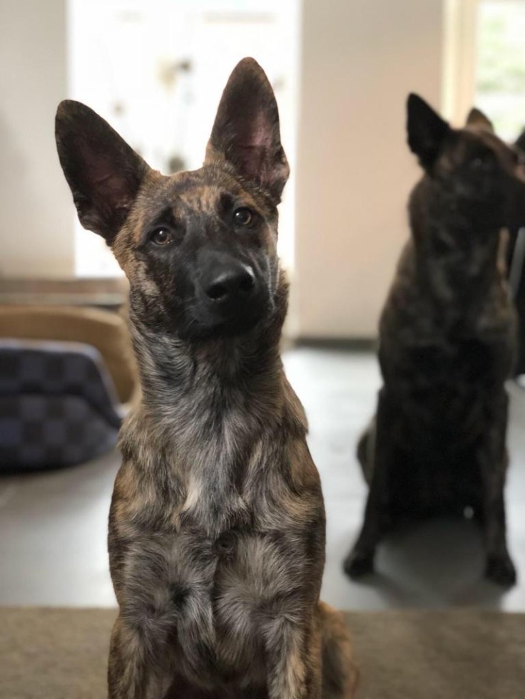 Akyra Laska of the Brave Brindles