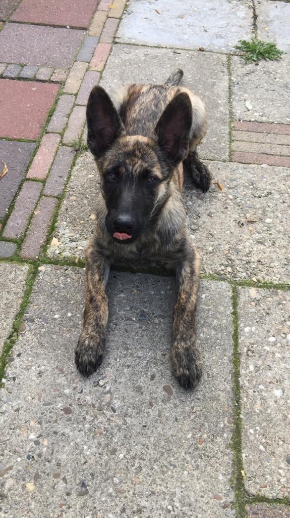 Akyra Laska of the Brave Brindles