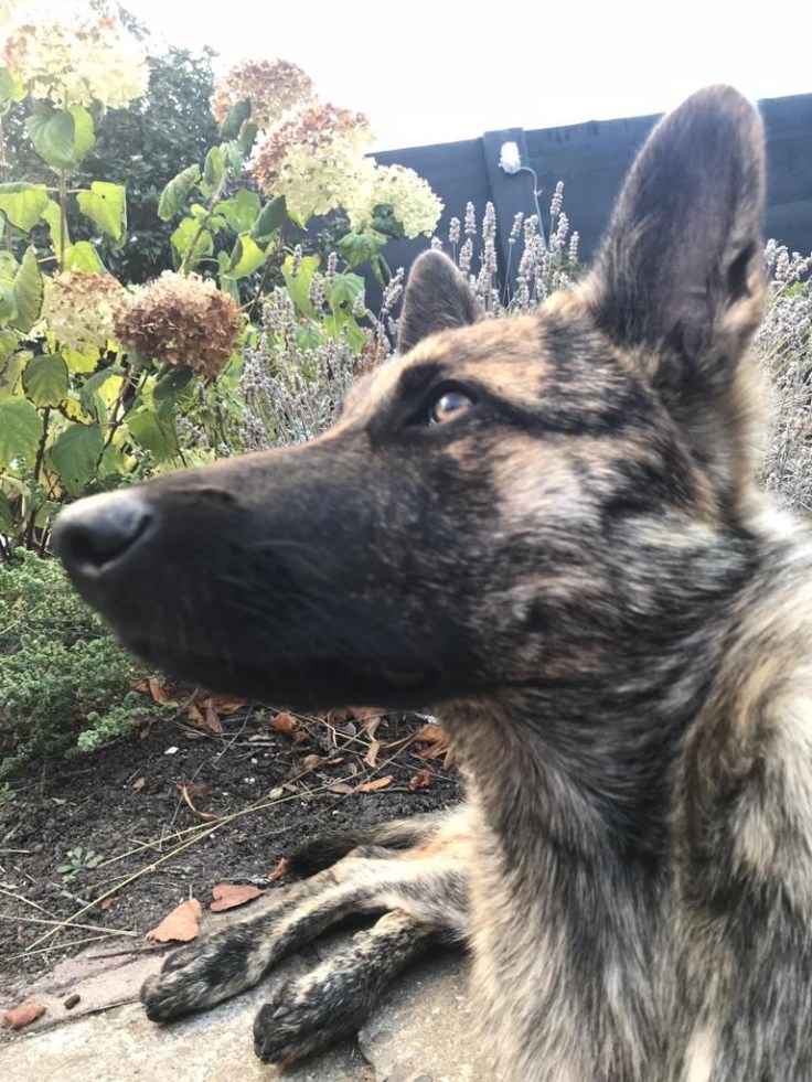 Akyra Laska of the Brave Brindles