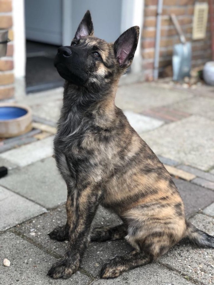 Akyra Laska of the Brave Brindles