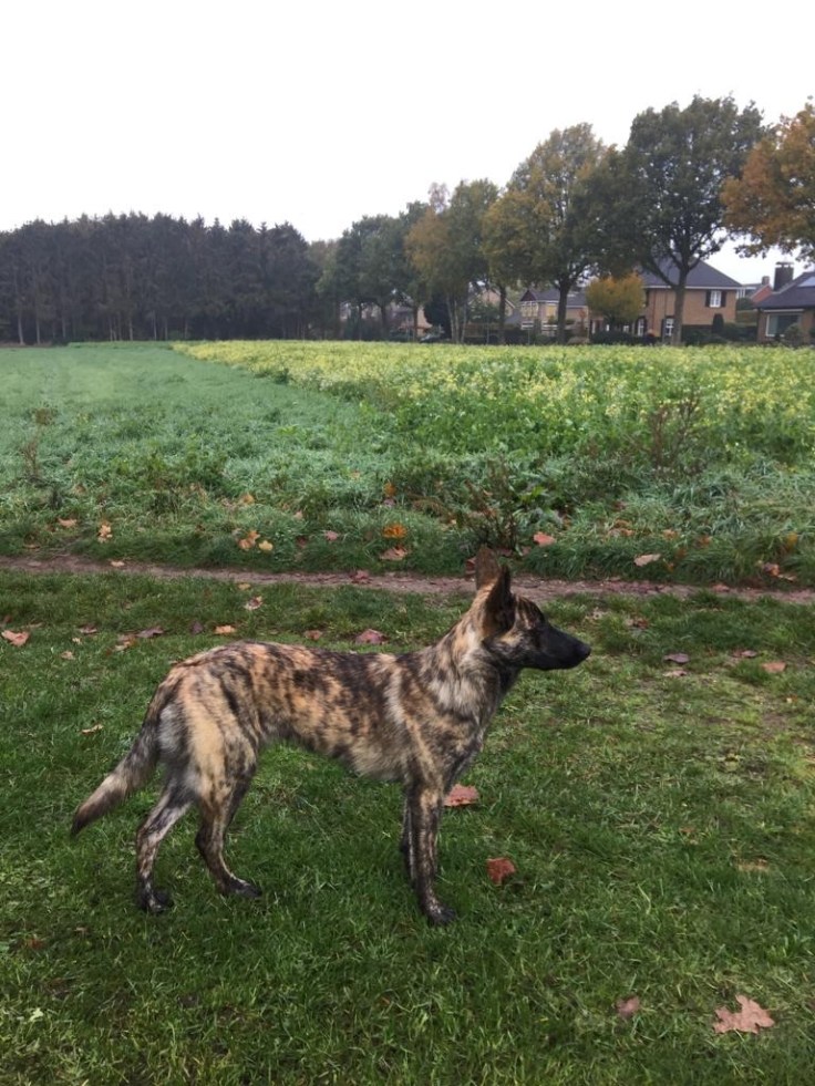 Akyra Laska of the Brave Brindles