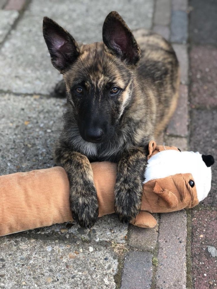 Akyra Laska of the Brave Brindles