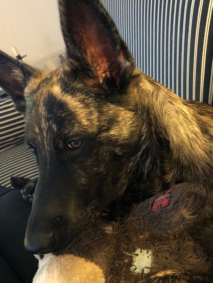 Amaris of the Brave Brindles