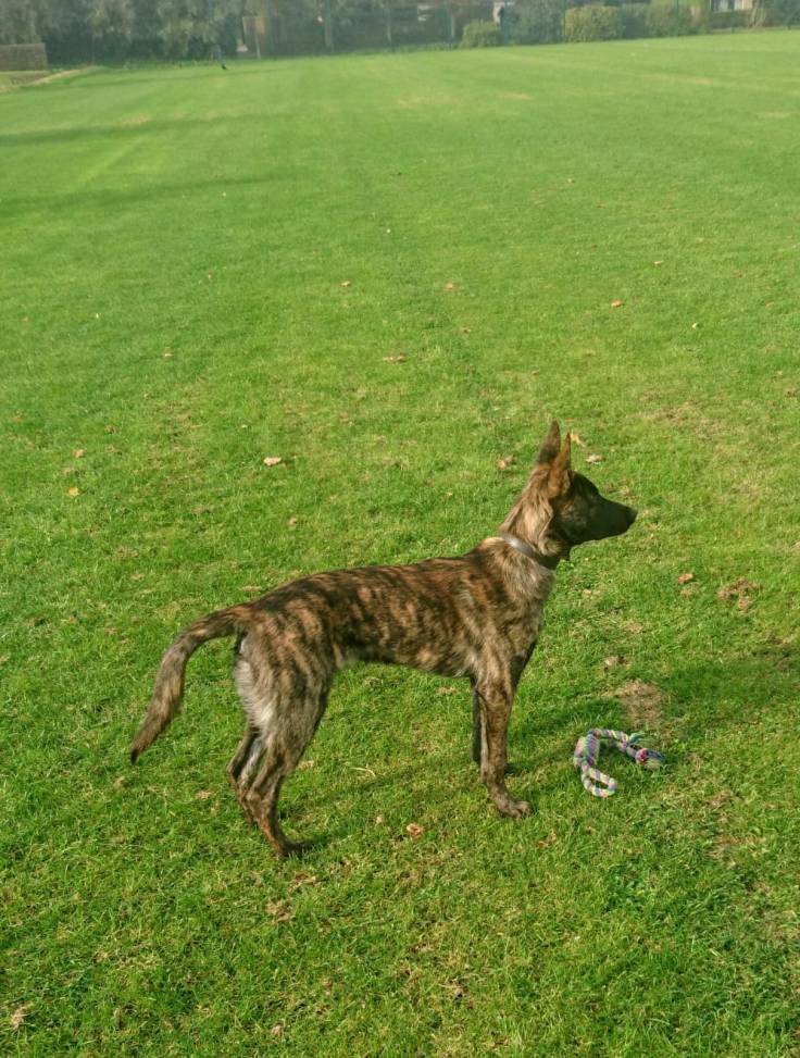 Abel of the Brave Brindles roepnaam Flynn