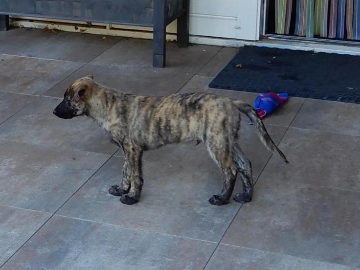 Asco Bolle of the Brave Brindles