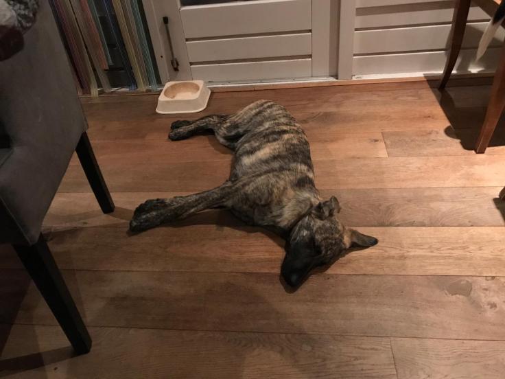 Asco Bolle of the Brave Brindles