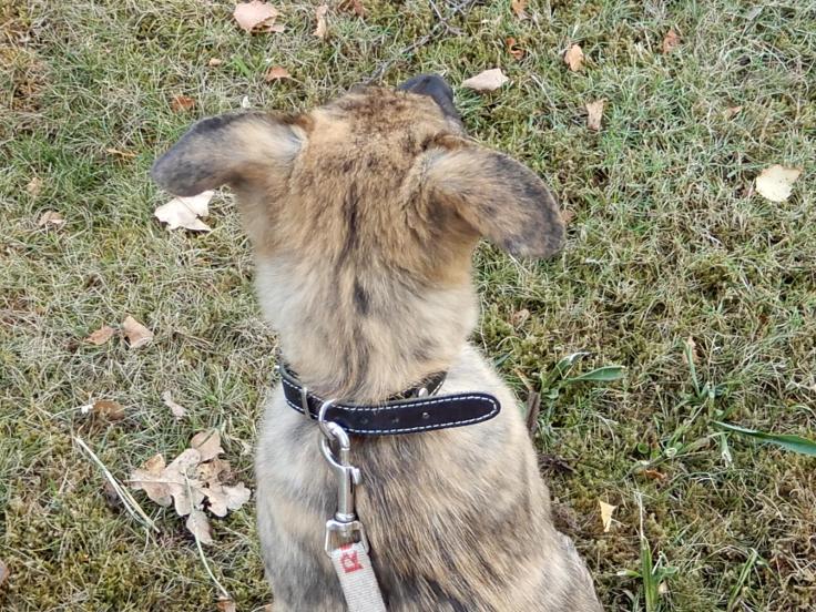 Asco Bolle of the Brave Brindles