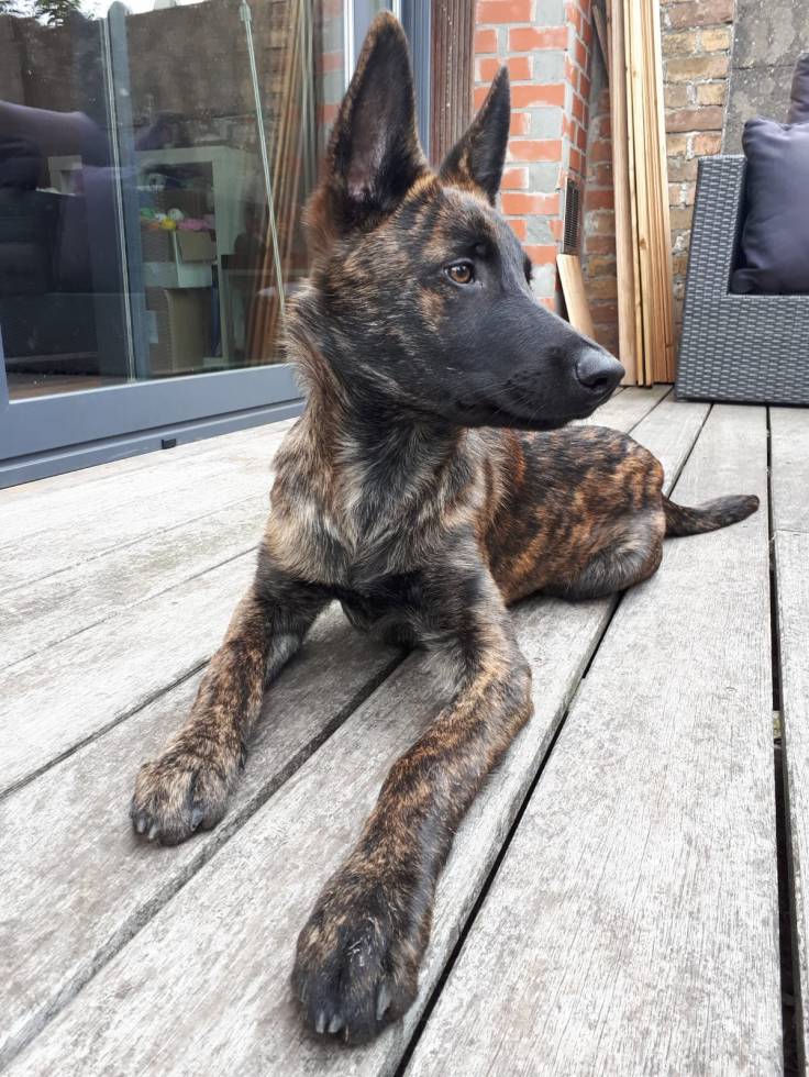 Abel of the Brave Brindles roepnaam Flynn