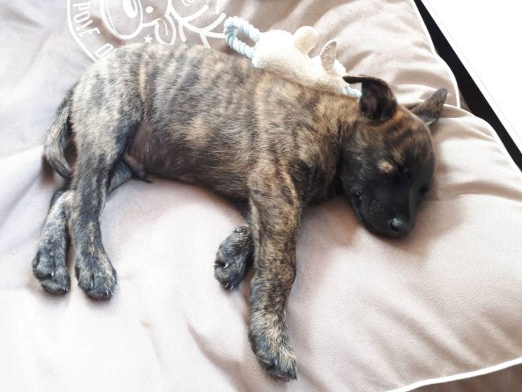 Abel of the Brave Brindles roepnaam Flynn