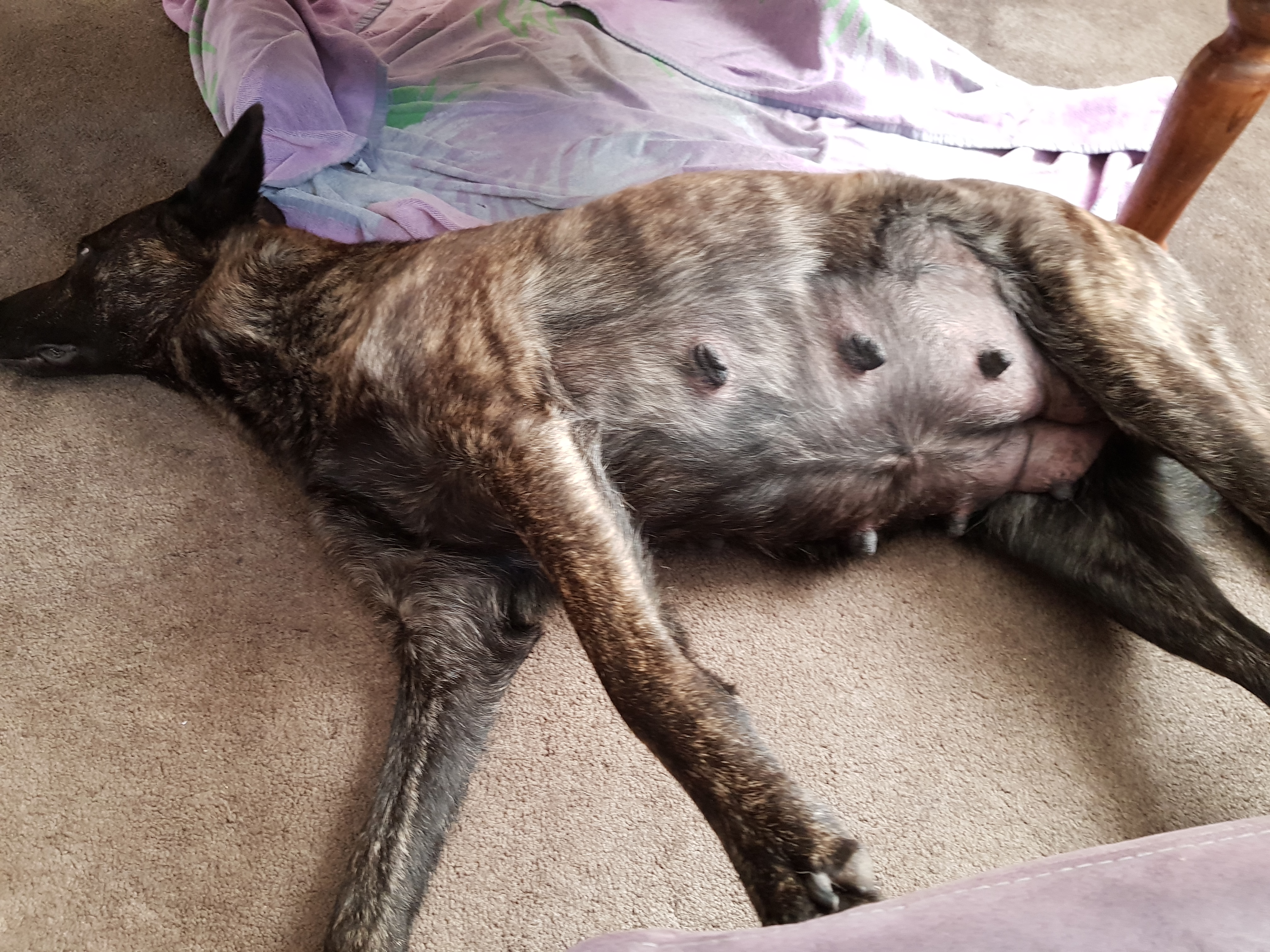 Laska 60 dagen B-nest