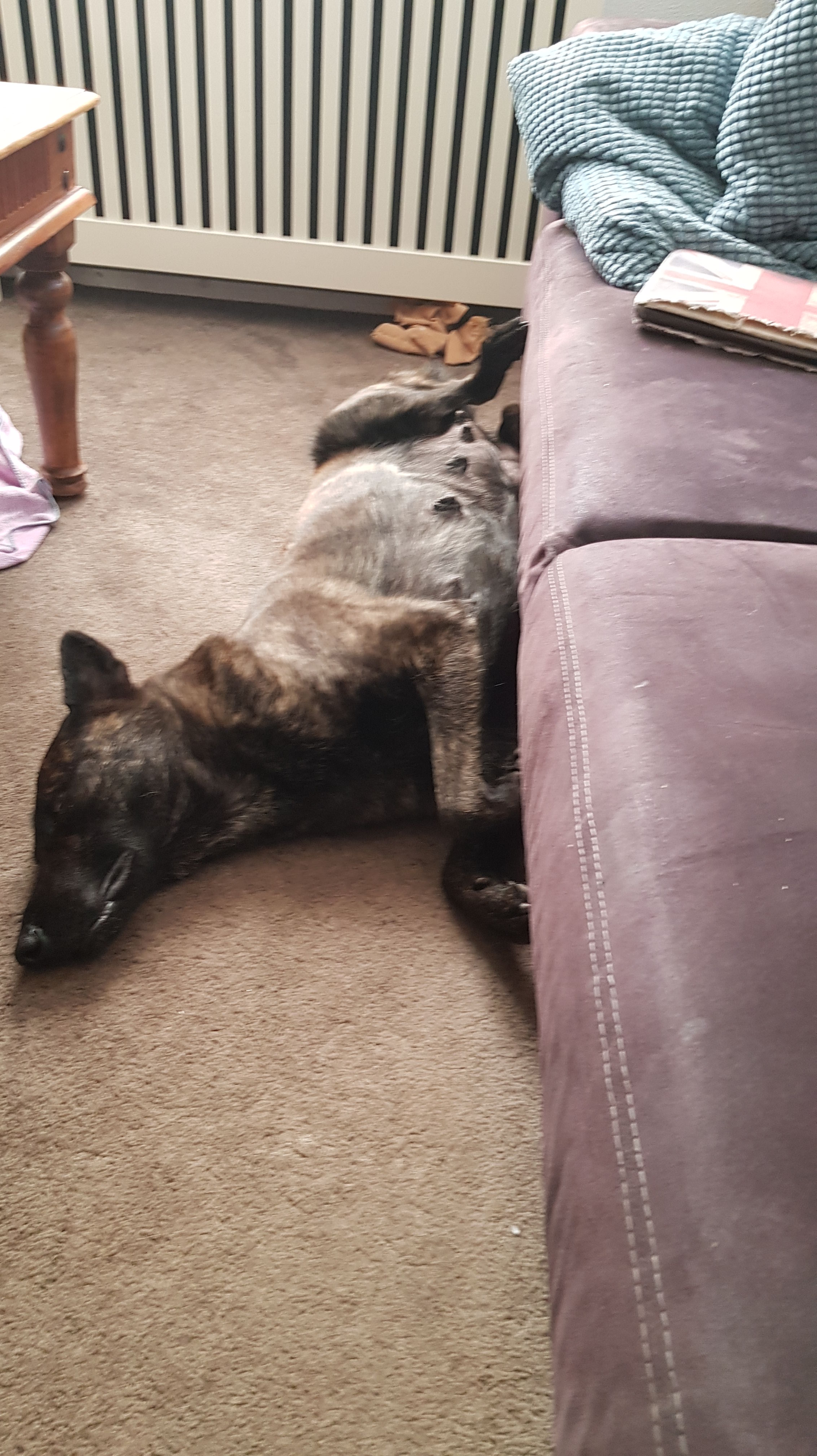 Laska 60 dagen B-nest