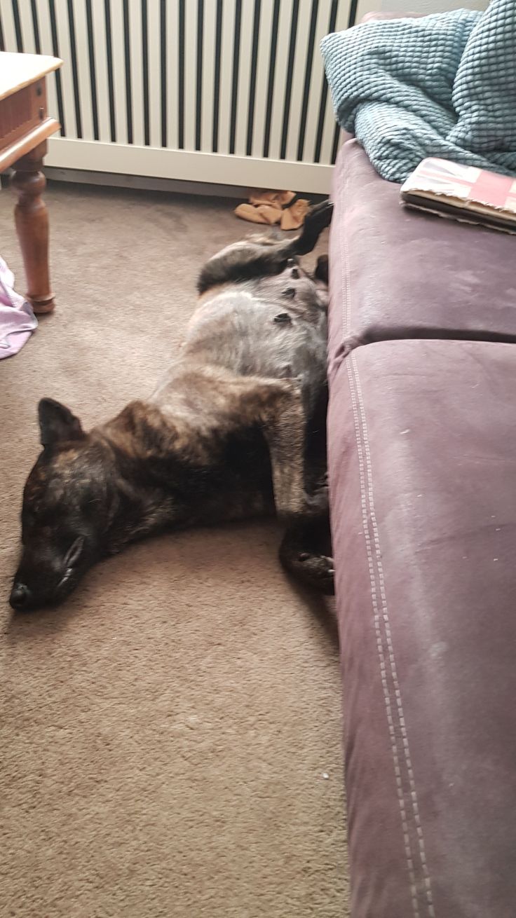 Laska 60 dagen B-nest